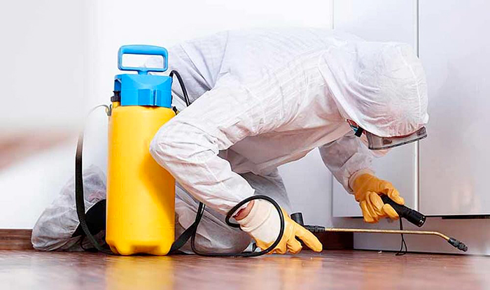 Servizio di derattizazione ecologica con certificato pest control